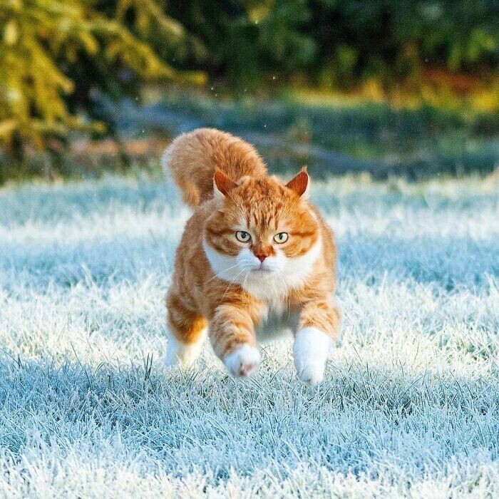 Рыжий - няшный кот из России, который покоряет миллионы сердец