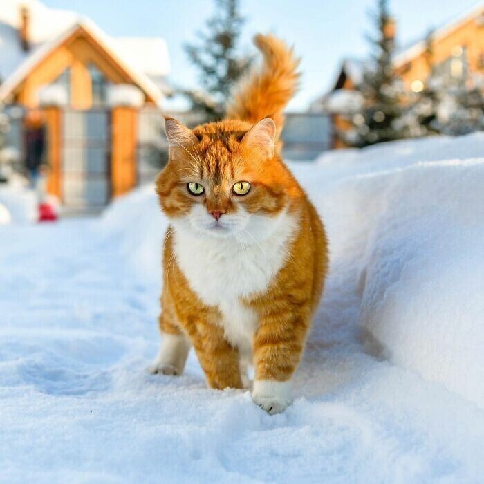 Рыжий - няшный кот из России, который покоряет миллионы сердец
