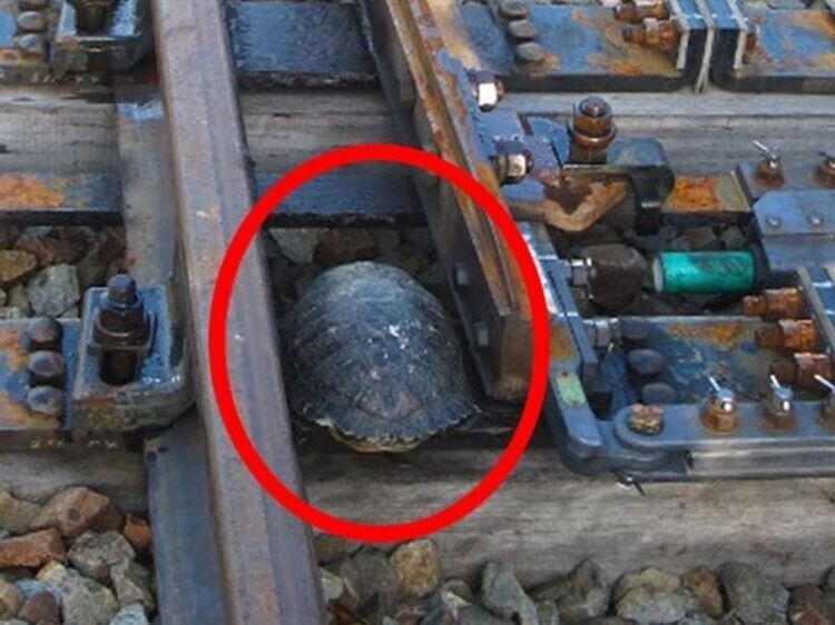 Японцы научили черепах переходить железнодорожные пути