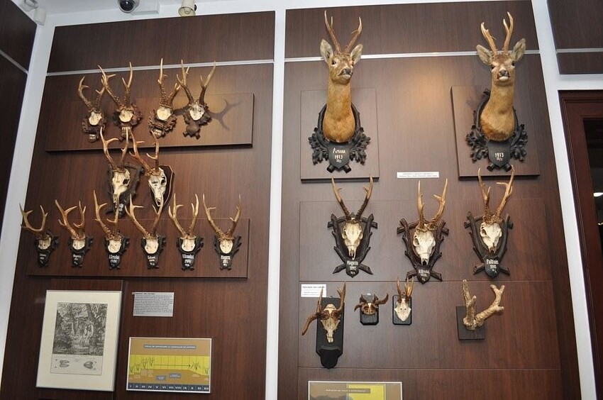 Жуткий музей охоты в Румынии: от инструментов каменного века до трофеев из Африки 1930-х годов
