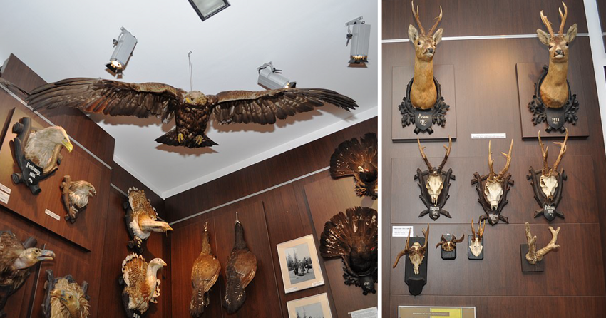 Жуткий музей охоты в Румынии: от инструментов каменного века до трофеев из Африки 1930-х годов