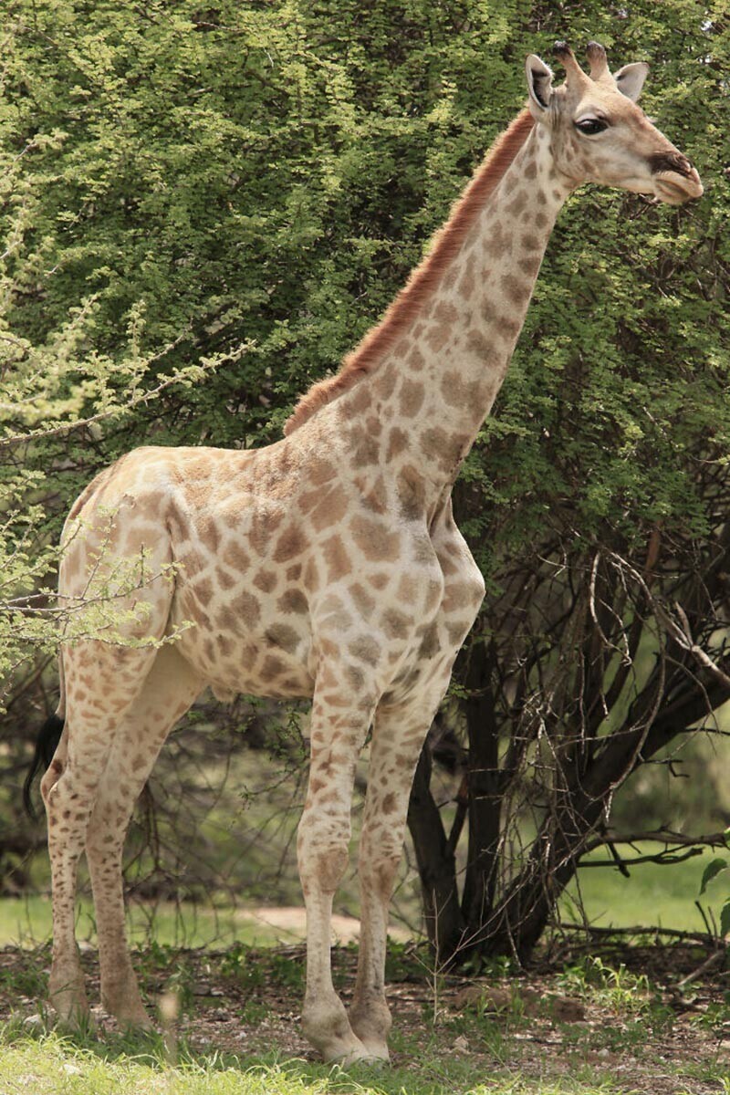 Обычный жираф имеет высоту 4,5-6 м, эти же создания — 2,6 и 2,5 м