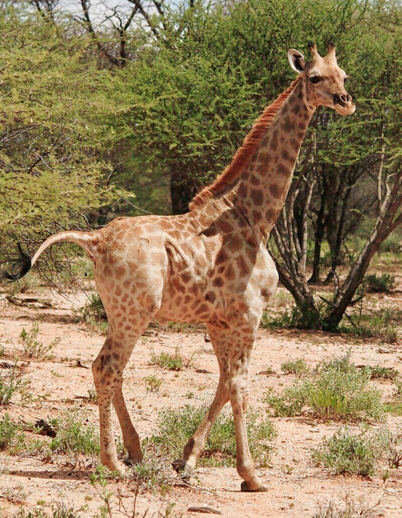 Первые в своём роде: карликовые жирафы