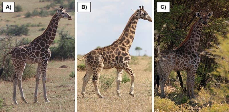 Вот сравнение обычного жирафа (A) и двух карликовых жирафов, обитающих в Африке (B и C)
