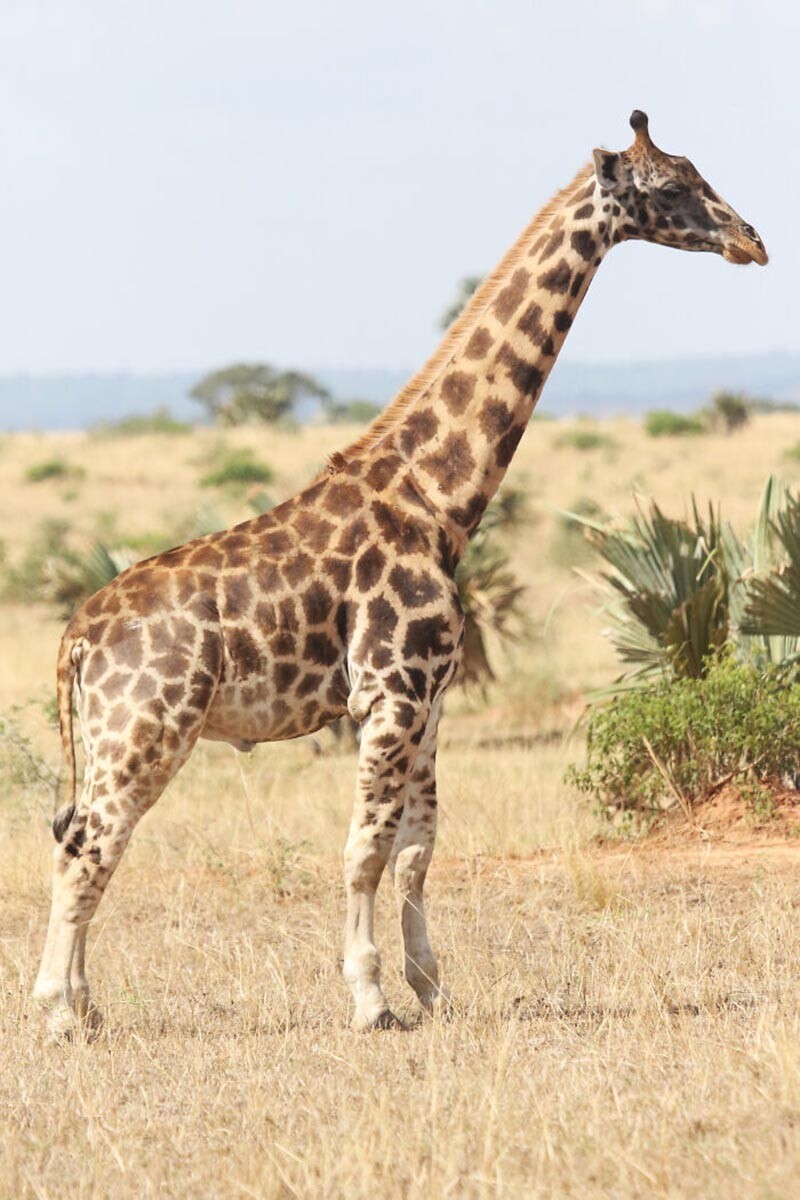Первые в своём роде: карликовые жирафы