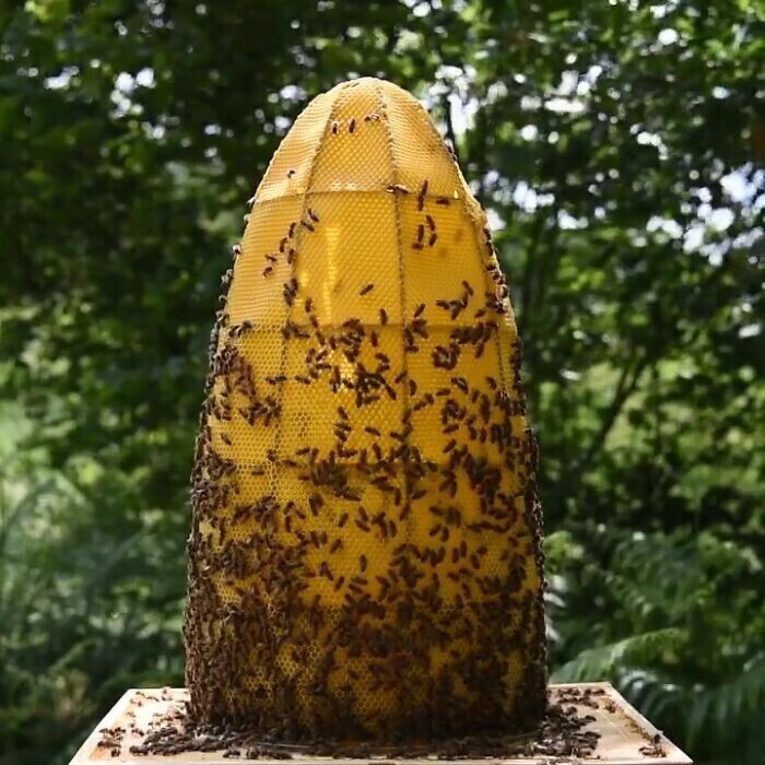 Пчелы помогли художнику создать бюст Нефертити