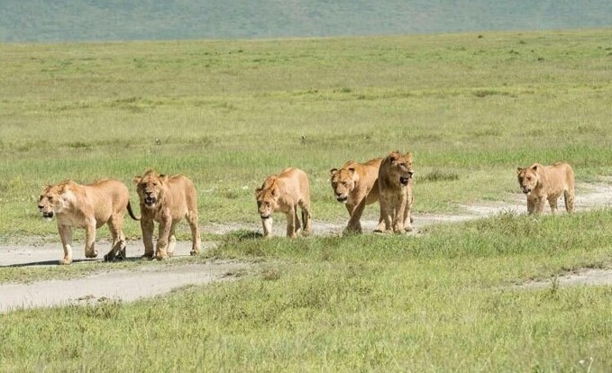 7. Львы растерзали браконьеров, которые проникли в заповедник для охоты на носорогов