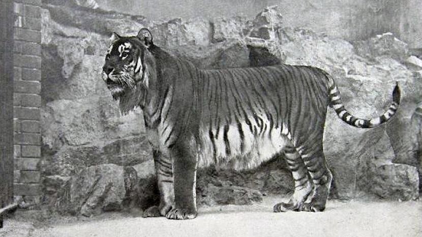 Каспийский тигр, причины те же