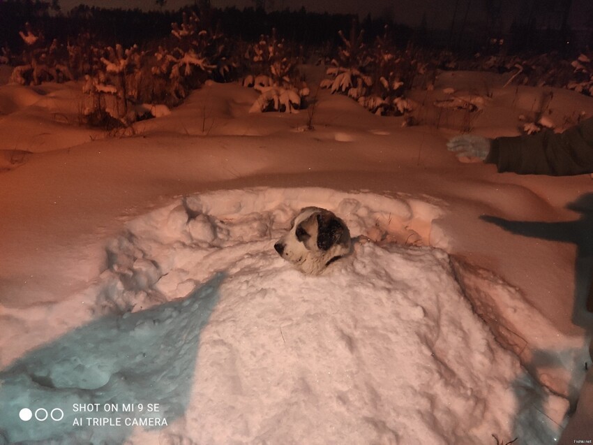 Немного подмосковной зимы с прогулки 