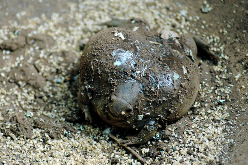 Надутая лягушка: Вечно недовольная амфибия ест, орёт и роёт норы, как мышь