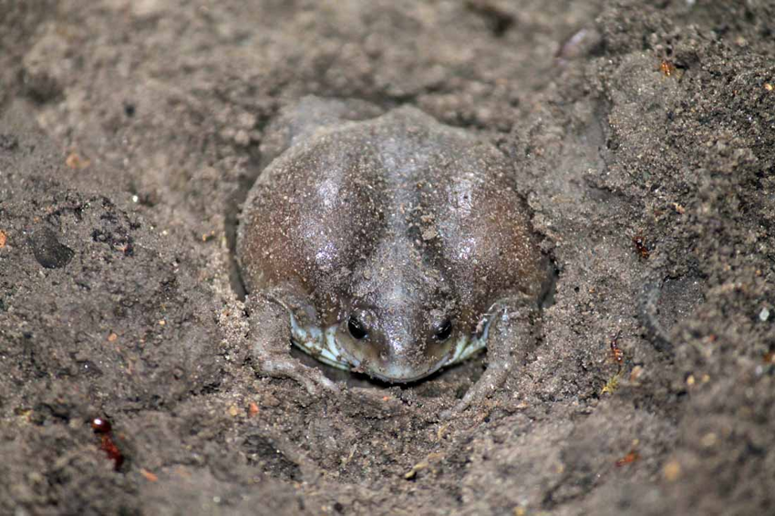 Надутая лягушка: Вечно недовольная амфибия ест, орёт и роёт норы, как мышь