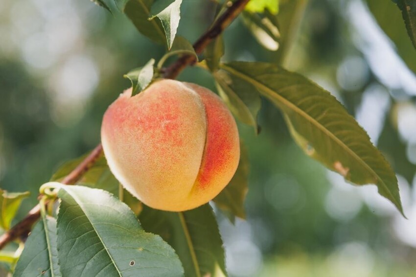 Цвет вкуса: почему созревшие плоды практически не бывают зелеными и меняют свой вкус?