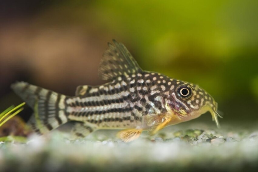 Рыбки на дне аквариума: причины проблемы и способы ее устранения