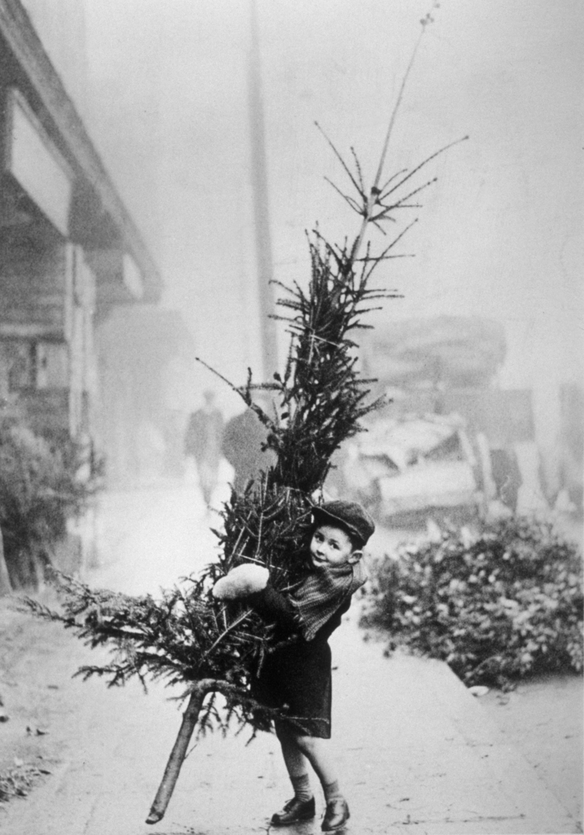 Маленький мальчик, пытающийся отнести рождественскую елку домой, 1900-е