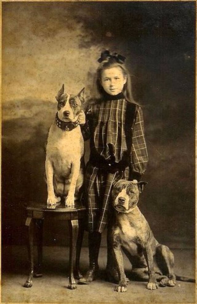 В 1800-х годах питбулей часто называли «собаками-няньками» из-за защитного поведения, которое они проявляли к детям