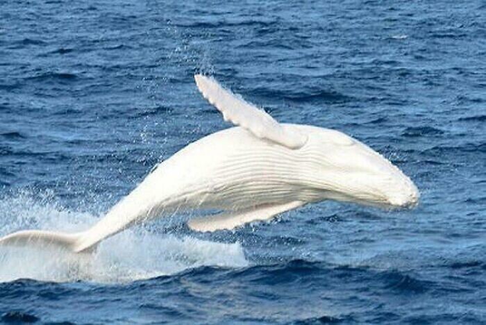 Единственный известный в мире горбатый кит-альбинос