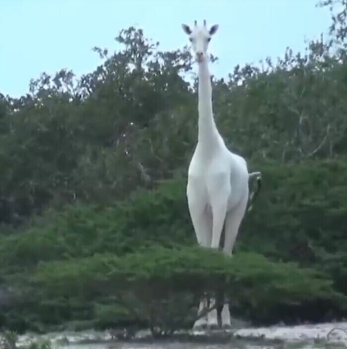 В заповеднике Кении живет редчайший белый жираф