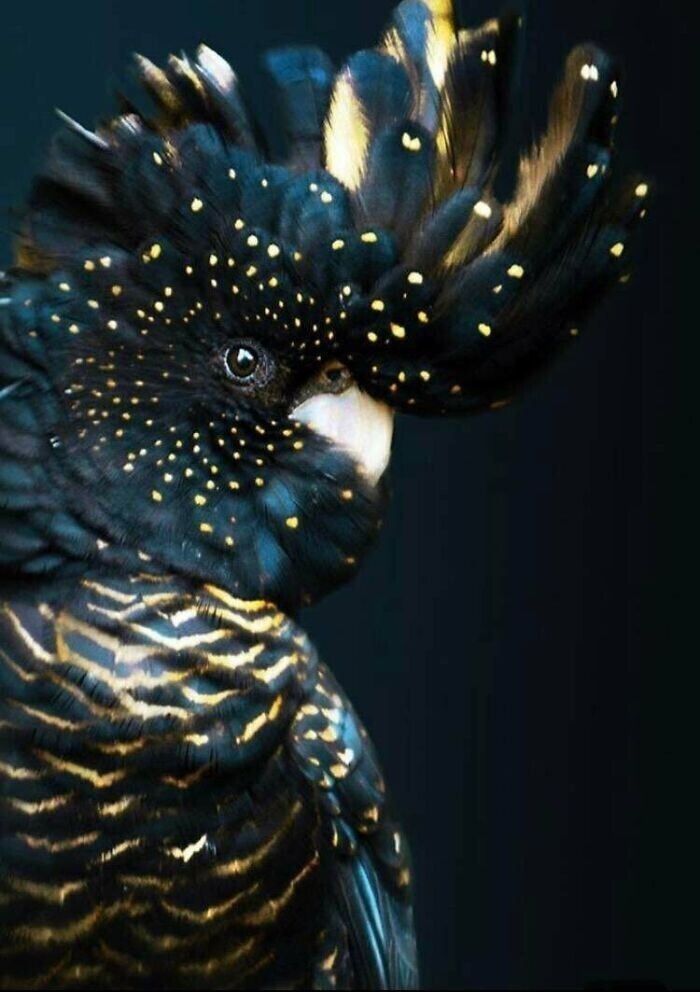 Черный красавец-попугай