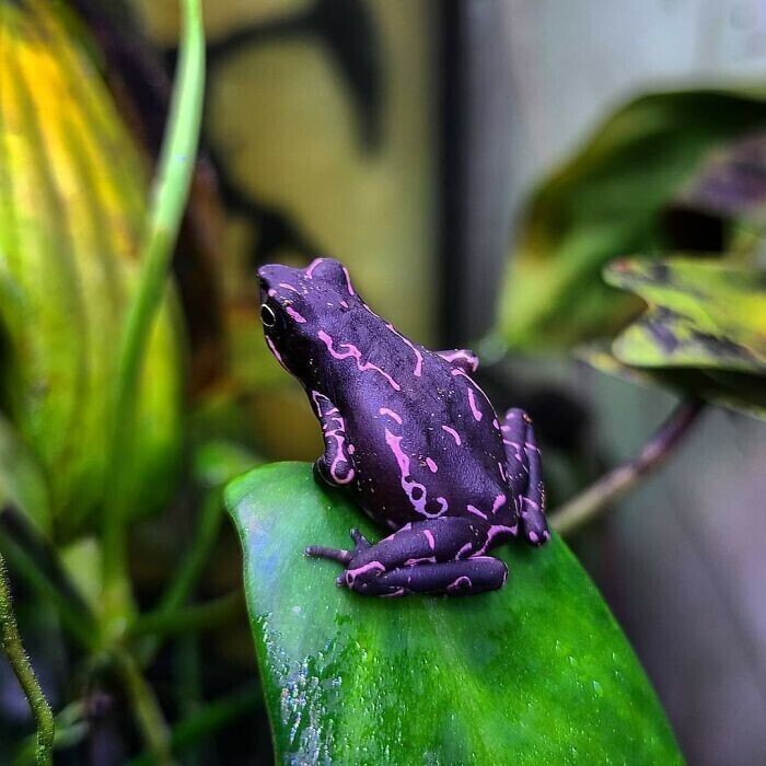 Фиолетовая лягушка Atelopus Barbotini