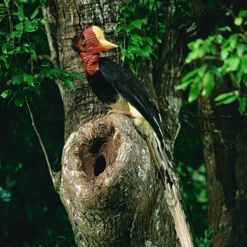 Шлемоклювый калао: Жуткие птицы замуровывают своих птенцов и самок заживо! Зачем?