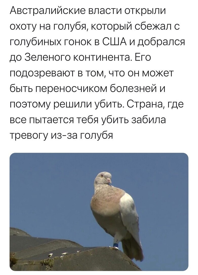 О политике и не только