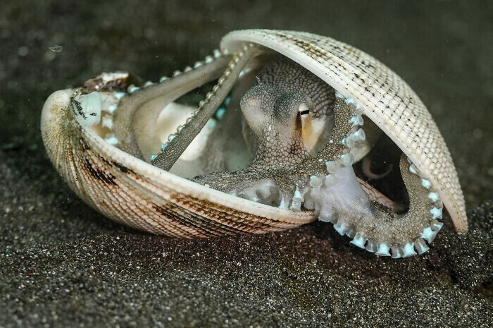 "Я в домике", Sam Sloss. Этого кокосового осьминога сфотографировали на острове Сулавеси, Индонезия