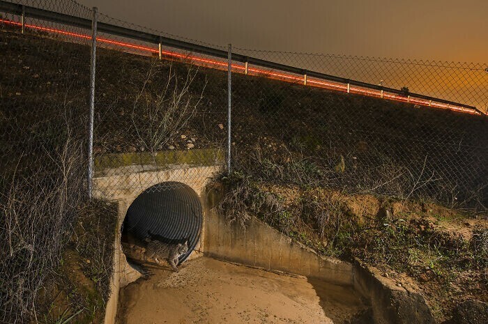 "Безопасный путь", Испания, Sergio Marijuán Campuzano. Пиренейская рысь переходит через безопасный переход под трассой, на которой диких животных часто сбивали