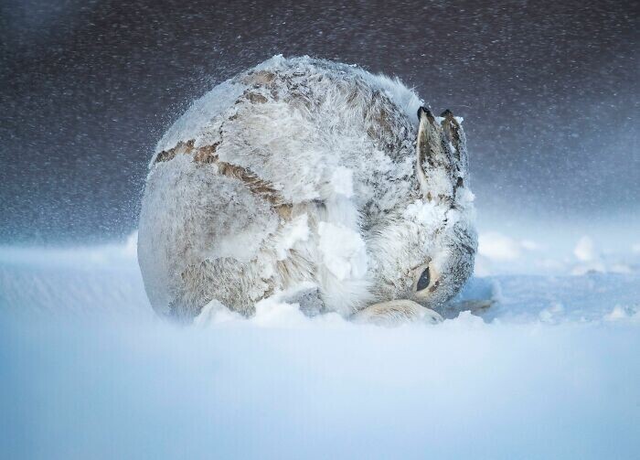 "Пушистый снежок", Шотландия, Andy Parkinson