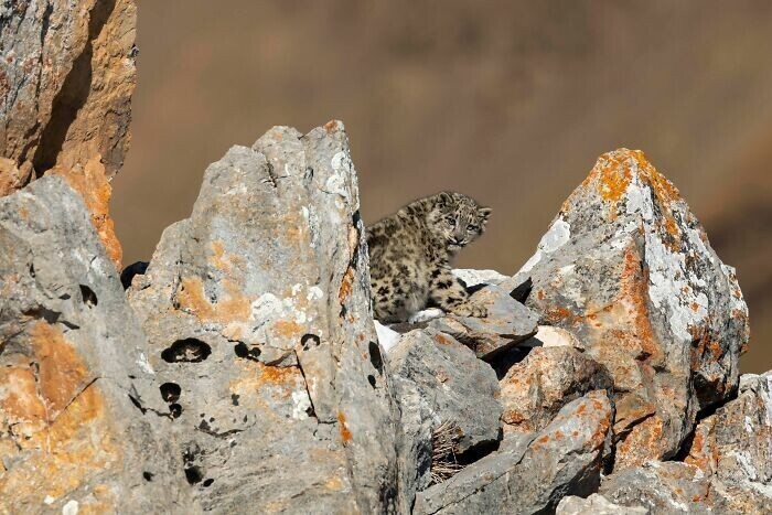 "Малыш леопарда среди камней", Тибет, Frédéric Larrey