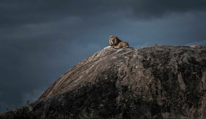 "Король Лев", Танзания, Wim Van Den Heever