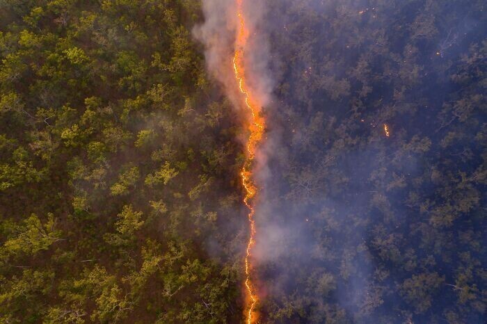 "Лесной пожар", Австралия, Robert Irwin