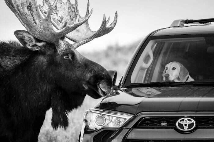 "Неожиданная встреча", Парк Grand Teton National Park в штате Вайоминг, США, фотограф Guillermo Esteves