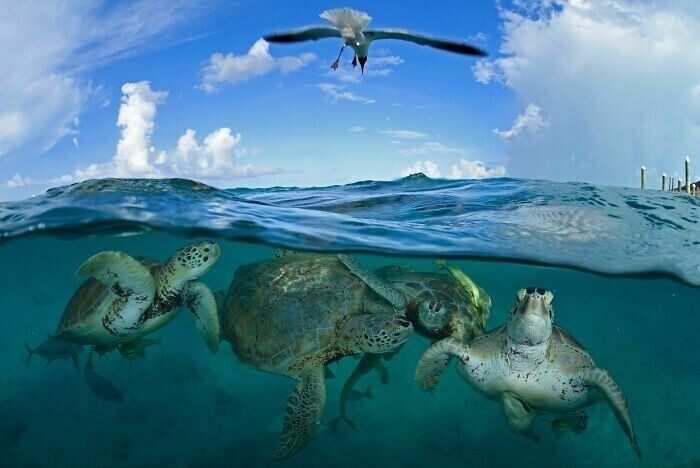 "Встреча черепах", Багамы, Thomas Peschak
