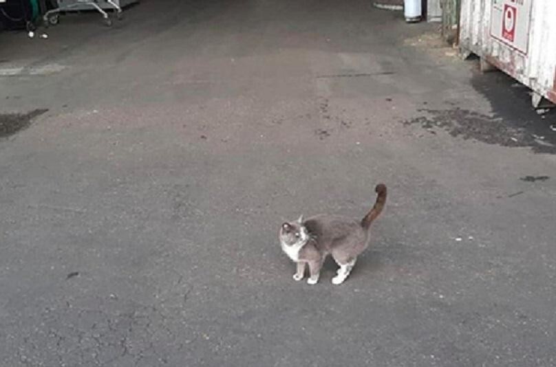 Одесская кошка три недели ела конфеты в закрытом контейнере, пока не доплыла до Израиля