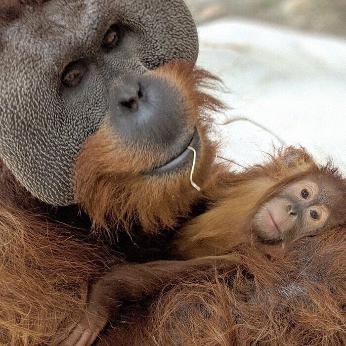 Отец-орангутан заботится о дочери после смерти ее мамы