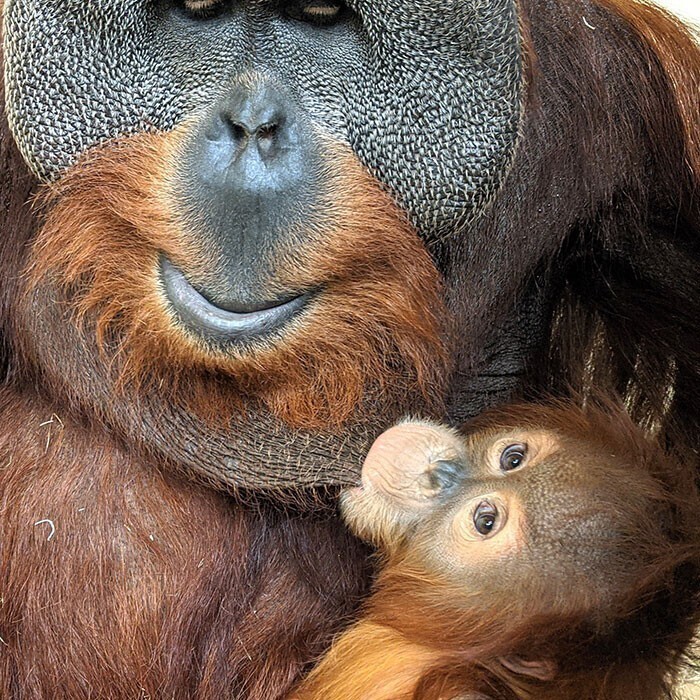 Отец-орангутан заботится о дочери после смерти ее мамы
