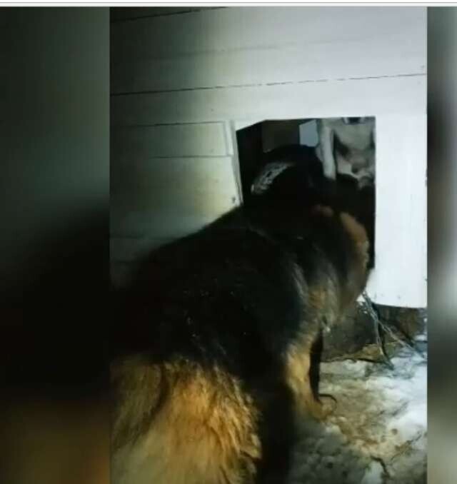 Деревенский пёс приютил в своей будке двух голодных и замёрзших собак