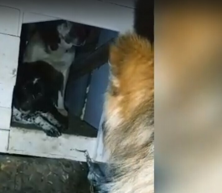 Деревенский пёс приютил в своей будке двух голодных и замёрзших собак