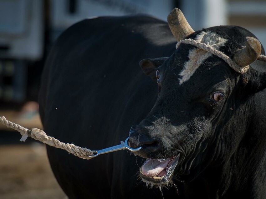 Как Бурёнки повлияли на наши гены? Зачем быкам в носу кольца? Почему коров нельзя не доить?