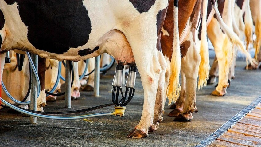 Как Бурёнки повлияли на наши гены? Зачем быкам в носу кольца? Почему коров нельзя не доить?