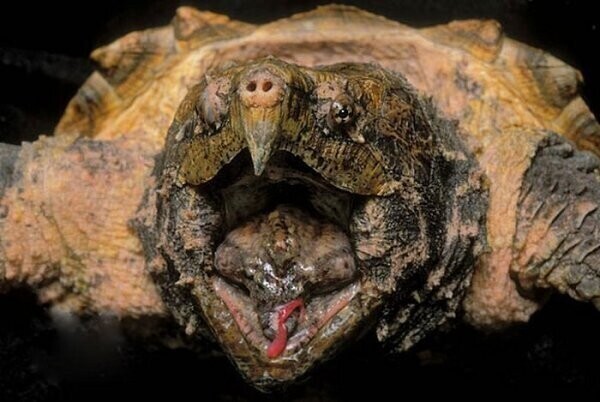 Грифовая черепаха: Капкан смерти в дремучих болотах