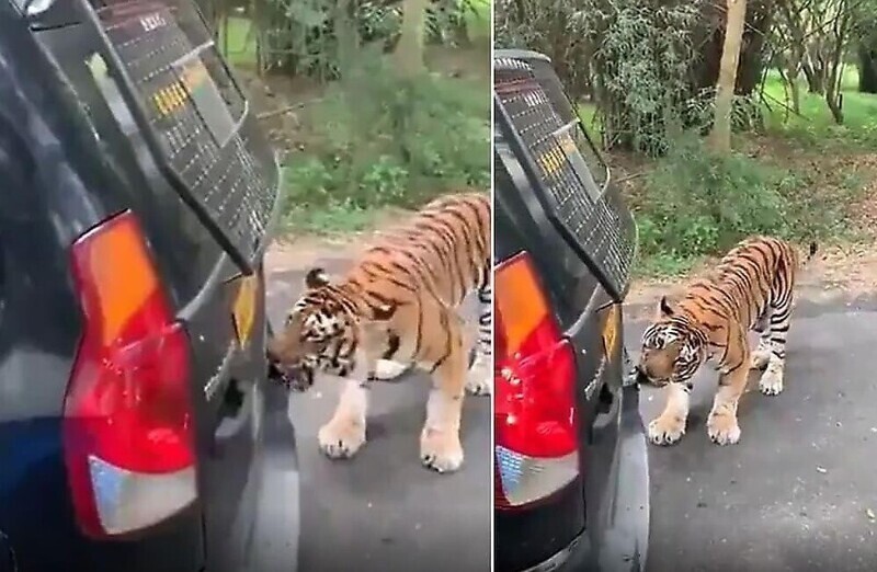 Бенгальский тигр пытался переместить автомобиль, заехавший на его территорию