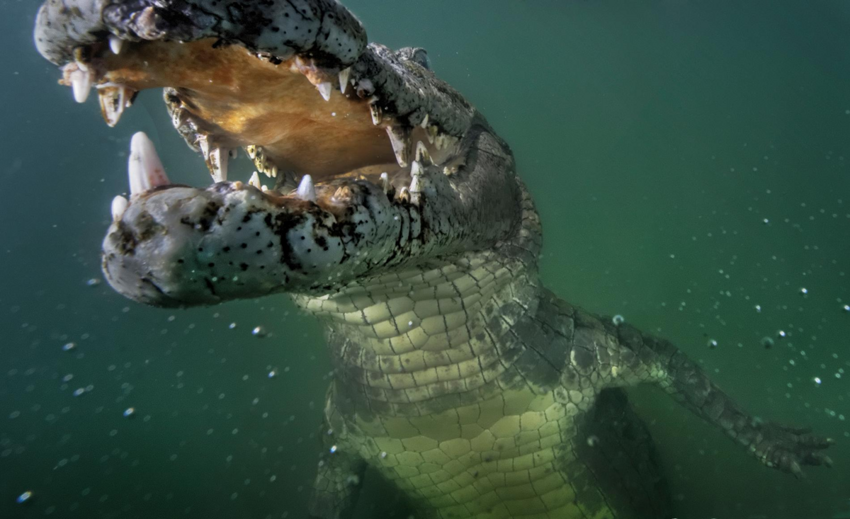 Гребнистый крокодил: Покорил океан и держит в страхе даже акул. Секрет успеха на вершине пищевой цепочки