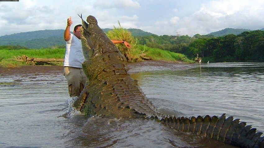 Гребнистый крокодил: Покорил океан и держит в страхе даже акул. Секрет успеха на вершине пищевой цепочки