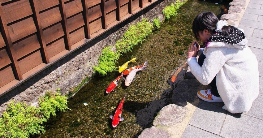 Удивительный город в Японии, где в водосточных каналах плавают прекрасные карпы кои