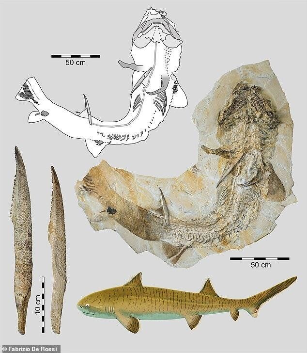 В Германии нашли окаменелость огромной акулы возрастом 150 миллионов лет