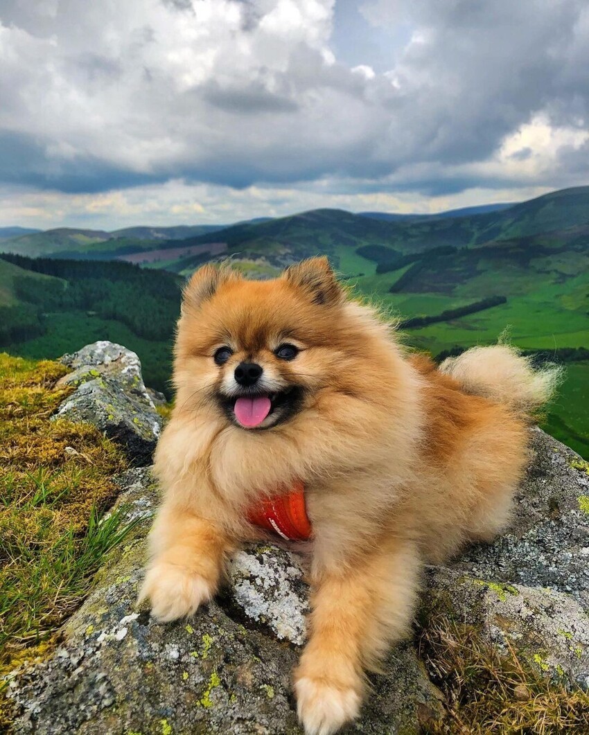 Канадский Шпиц Фото