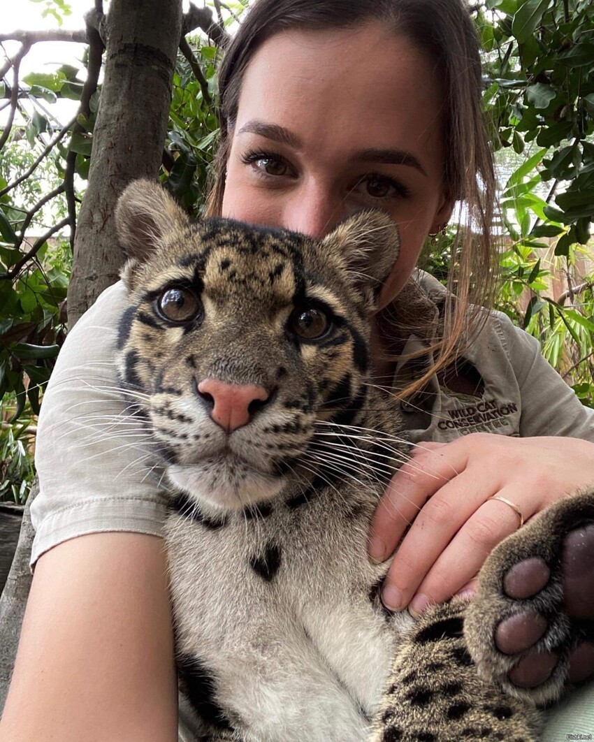 Дымчатый леопард Cinta (Clouded leopard) из Австралии