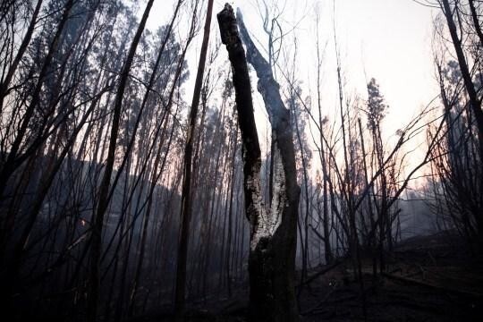 Лесные пожары окрасили чилийское небо в красный