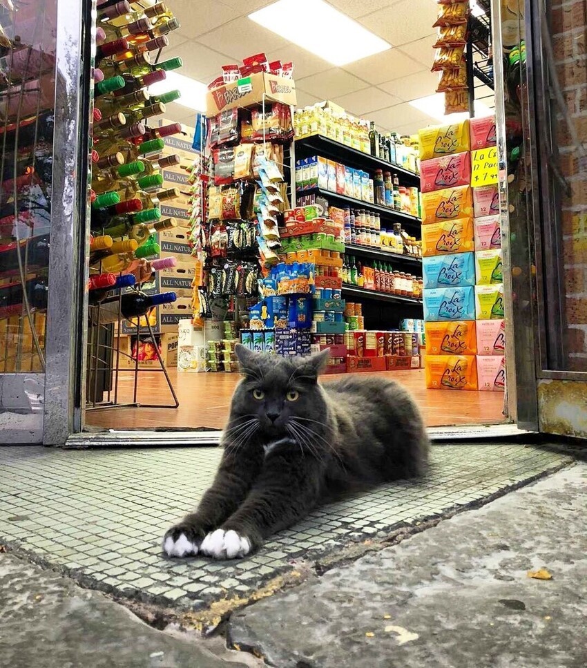 30 наглых котеек, которые превратили магазины в свои владения